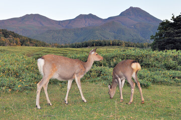 秋の知床連山とエゾシカの雌（北海道・知床）
