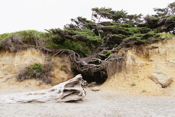 The Tree of Life along the Washington coastline of the Pacific Ocean, in Olympic National Park