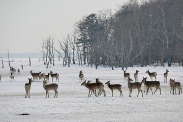 雪原に群れるエゾシカの雌（北海道・野付半島）
