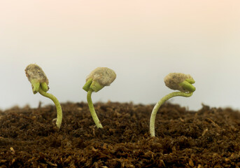 Cotton seedlings sprouting on wet soil with negative space and sunlight coming from above