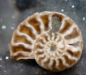 Close up of an ammonite. 