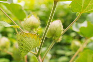 Cotton bud unripe on a green background