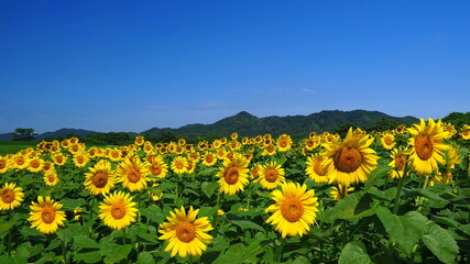 Obraz premium 中山ひまわり団地1