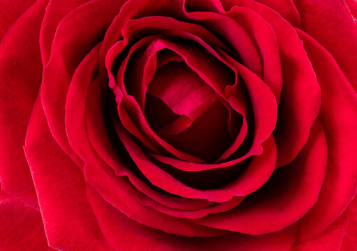 Red rose flower,close-up . Low key beautiful blooming rose picture for decoration. Single lush rose head. Bouquet floral freshness, symbol of love, Valentine and anniversary. Depth of field, abstract 