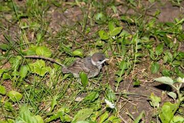 Young yellow-mouthed sparrow in green grass