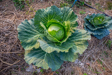 Organic cabbage cultivation in tropical region, Thailand.