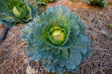 Organic cabbage cultivation in tropical region, Thailand.