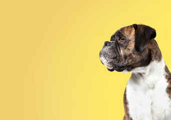 Boxer dog on colored background. Side profile of female brindle Boxer dog looking at something of screen. Medium to large short hair dog with short nose. Selective focus. Isolated on mustard yellow.