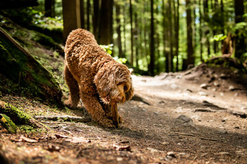 Labradoodle dog chewing on wood stick in the forest. Cute fluffy large brown female dog with stick in between front paws. Dog in motion. Selective focus with defocused foliage and dapples of lights.