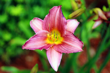pink flower in the garden