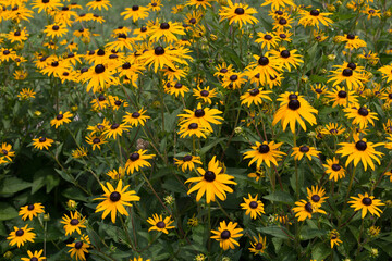black eyed susans