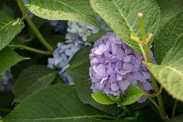Summer hydrangea