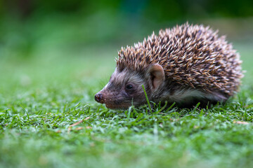 one nimble hedgehog sits in a clearing
