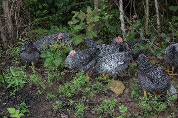 Plymouth Rock chickens at play