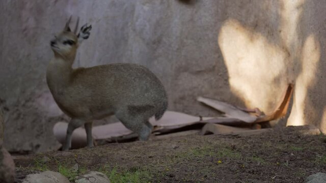 This video shows an alert klipspringer (Oreotragus oreotragus) small antelope looking around alertly and then running off to avoid danger.