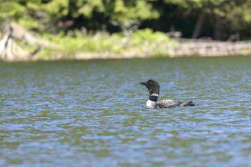 Common Loon wail call, adult and chick