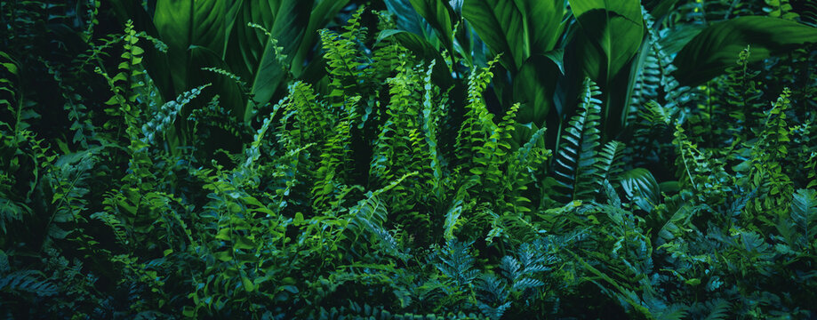 Fototapeta Green fern leaf texture, nature background, tropical leaf