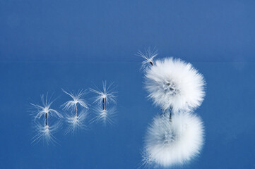 This is a photo of a dandelion with seeds. The photo was taken against a blue background, the flowers are arranged diagonally, there is a reflection under the plants.
