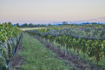 fila de viñedo en perspectiva.