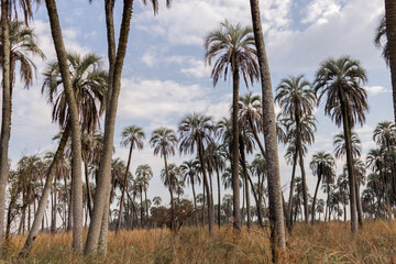 many palm trees in a park