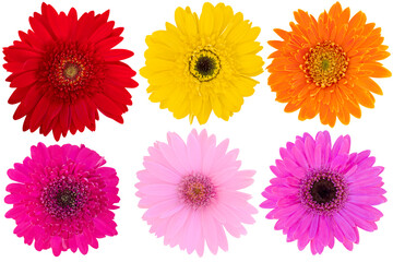 Collage of Mix-Color Gerbera Daisy as background picture.Flower on clipping path.
