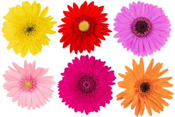 Collage of Mix-Color (Yellow,Pink,Red,Orange) Gerbera Daisy as background picture.Gerbera on...