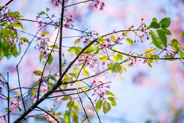 Soft focus, beautiful cherry blossom, Prunus cerasoides in Thailand, bright pink flowers of Sakura on the high mountains of Chiang Mai. Spring background and beautiful natural scenery.