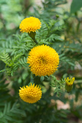 marigolds, attractive bright orange and yellow color flowers with leaves in the garden, closeup on a natural background