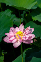 Beautiful blooming pink lotus flower in West Lake, Hanoi, Vietnam