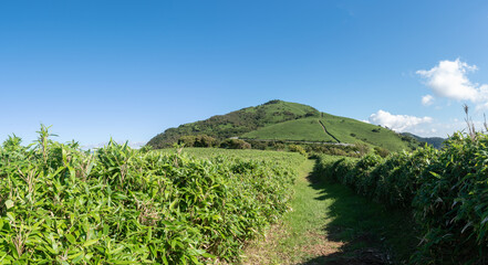 【静岡県伊豆半島】夏の高原風景【伊豆山稜線歩道・だるま山周辺・パノラマ】