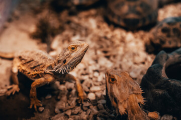 Central bearded dragon (pogona vitticeps) close up