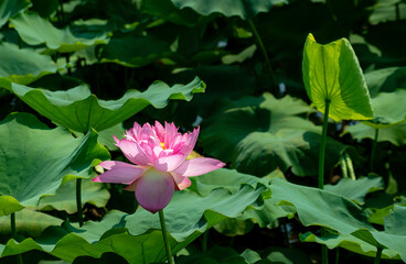 Beautiful blooming pink lotus flower in West Lake, Hanoi, Vietnam