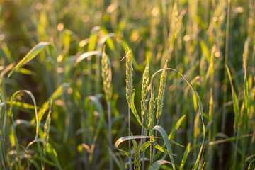 Ears of wheat or rye growing in the field at sunset. A field of rye during the harvest period in an agricultural field.