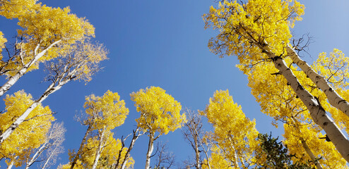 Bright Yellow Aspen Trees with clear blue skies 