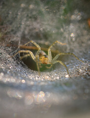 spider,jumping spider,smallspider,grassspider 