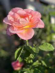 Pink Rose