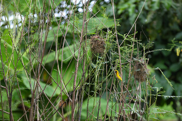The Asian golden weaver (Ploceus hypoxanthus) is a species of bird in the Ploceidae family. It is found in Thailand, Nesting bird .yellow bird making the nest in central of Thailand.