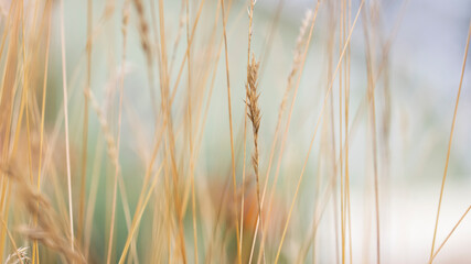 Fototapeta premium Close up shot of tall dry grass with selective focus