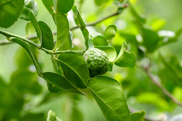 The kaffir lime (Citrus hystrix) sell in market, sometimes referred as the makrut lime, limau purut...