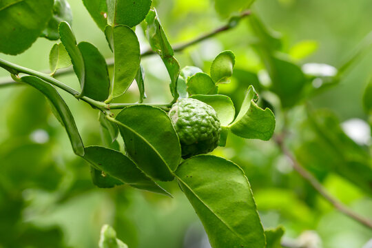 The kaffir lime (Citrus hystrix) sell in market, sometimes referred as the makrut lime, limau purut or Mauritius papeda, is a citrus fruit native to tropical Asia