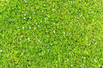 Green grass background taken on a meadow