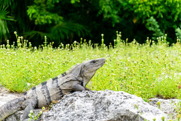 The iguana is a group of lizards in the iguana family that inhabit Central and South America and the Caribbean.