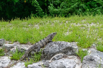 The iguana is a group of lizards in the iguana family that inhabit Central and South America and the Caribbean.