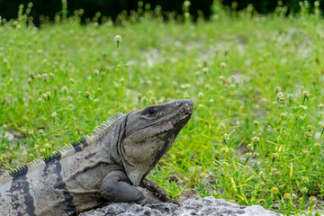 The iguana is a group of lizards in the iguana family that inhabit Central and South America and the Caribbean.