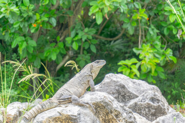The iguana is a group of lizards in the iguana family that inhabit Central and South America and the Caribbean.