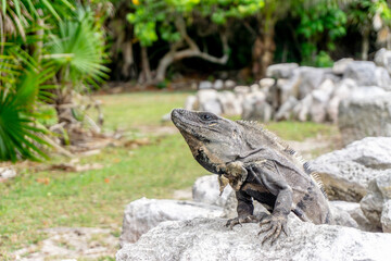 The iguana is a group of lizards in the iguana family that inhabit Central and South America and the Caribbean.