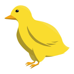 chick in spring color illustration