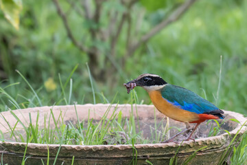 Blue-winged Pitta find food in the green grass.