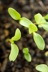 ニゲラ・サティバの芽