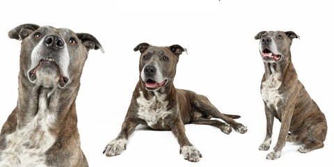 group of dogs isolated on white